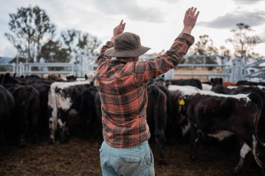 Bir çiftlikte inek güden dişi çiftçi. Toprakla büyüyüp çalışıyor ve et yetiştiriyor. Angus, Wagyu, Murray Grey sığırları üreten tarım işindeki kadınlar Avustralya 'da bir çiftlikte yetiştiriliyor..