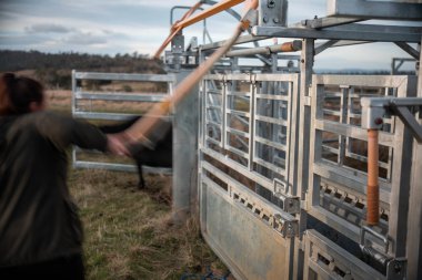 Avustralya Stockyard 'ında sığır ezen kadın çiftçi. Modern Hayvancılık, Güvenlik Uygulamaları, ve adanmış Hayvan Refahı, Avustralya 'da bir çiftlikte hayvan gütmek.