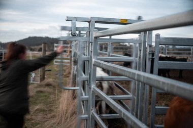 Avustralya 'da yenilenebilir sürdürülebilir bir çiftlikte sığırlarla birlikte çalışan kadın çiftçi Modern Kadın Çiftçi, Avustralya' da Sığırlarla Sürdürülebilir ve Yenilenebilir Uygulamalar Uygulıyor