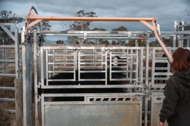 Bir çiftlikte inek güden dişi çiftçi. Toprakla büyüyüp çalışıyor ve et yetiştiriyor. Angus, Wagyu, Murray Grey sığırları üreten tarım işindeki kadınlar Avustralya 'da bir çiftlikte yetiştiriliyor..