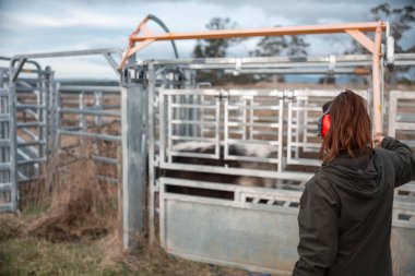 Avustralya Stockyard 'ında sığır ezen kadın çiftçi. Modern Hayvancılık, Güvenlik Uygulamaları, ve adanmış Hayvan Refahı, Avustralya 'da bir çiftlikte hayvan gütmek.