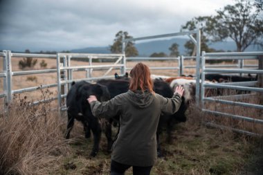 Bir çiftlikte inek güden dişi çiftçi. Toprakla büyüyüp çalışıyor ve et yetiştiriyor. Angus, Wagyu, Murray Grey sığırları üreten tarım işindeki kadınlar Avustralya 'da bir çiftlikte yetiştiriliyor..