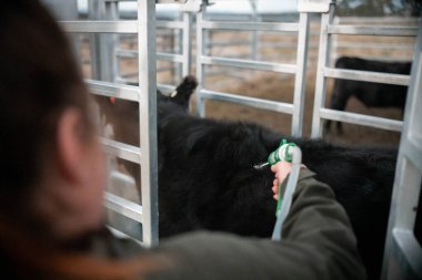 Avustralya 'da yenilenebilir sürdürülebilir bir çiftlikte sığırlarla birlikte çalışan kadın çiftçi Modern Kadın Çiftçi, Avustralya' da Sığırlarla Sürdürülebilir ve Yenilenebilir Uygulamalar Uygulıyor