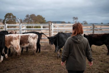 Bir çiftlikte inek güden dişi çiftçi. Toprakla büyüyüp çalışıyor ve et yetiştiriyor. Angus, Wagyu, Murray Grey sığırları üreten tarım işindeki kadınlar Avustralya 'da bir çiftlikte yetiştiriliyor..