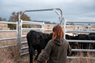 Bir çiftlikte inek güden dişi çiftçi. Toprakla büyüyüp çalışıyor ve et yetiştiriyor. Angus, Wagyu, Murray Grey sığırları üreten tarım işindeki kadınlar Avustralya 'da bir çiftlikte yetiştiriliyor..