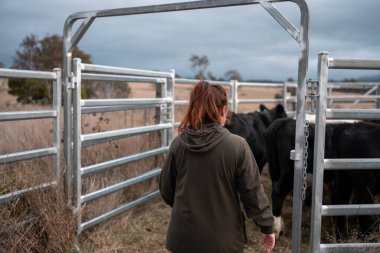 Avustralya 'da yenilenebilir sürdürülebilir bir çiftlikte sığırlarla birlikte çalışan kadın çiftçi Modern Kadın Çiftçi, Avustralya' da Sığırlarla Sürdürülebilir ve Yenilenebilir Uygulamalar Uygulıyor