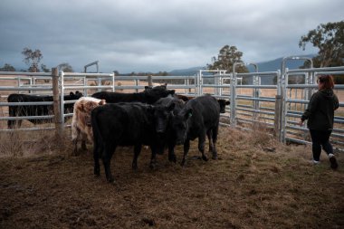 Bir çiftlikte inek güden dişi çiftçi. Toprakla büyüyüp çalışıyor ve et yetiştiriyor. Angus, Wagyu, Murray Grey sığırları üreten tarım işindeki kadınlar Avustralya 'da bir çiftlikte yetiştiriliyor..
