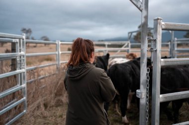 Bir çiftlikte inek güden dişi çiftçi. Toprakla büyüyüp çalışıyor ve et yetiştiriyor. Angus, Wagyu, Murray Grey sığırları üreten tarım işindeki kadınlar Avustralya 'da bir çiftlikte yetiştiriliyor..