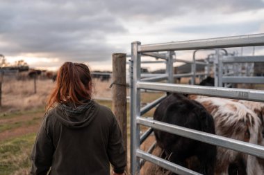 Bir çiftlikte inek güden dişi çiftçi. Toprakla büyüyüp çalışıyor ve et yetiştiriyor. Angus, Wagyu, Murray Grey sığırları üreten tarım işindeki kadınlar Avustralya 'da bir çiftlikte yetiştiriliyor..