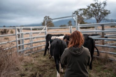 Avustralya 'da yenilenebilir sürdürülebilir bir çiftlikte sığırlarla birlikte çalışan kadın çiftçi Modern Kadın Çiftçi, Avustralya' da Sığırlarla Sürdürülebilir ve Yenilenebilir Uygulamalar Uygulıyor