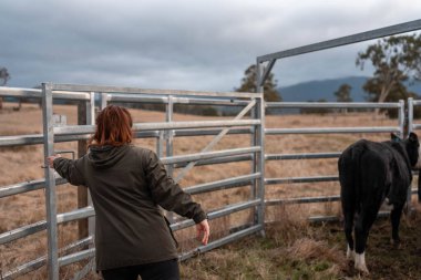 Bir çiftlikte inek güden dişi çiftçi. Toprakla büyüyüp çalışıyor ve et yetiştiriyor. Angus, Wagyu, Murray Grey sığırları üreten tarım işindeki kadınlar Avustralya 'da bir çiftlikte yetiştiriliyor..
