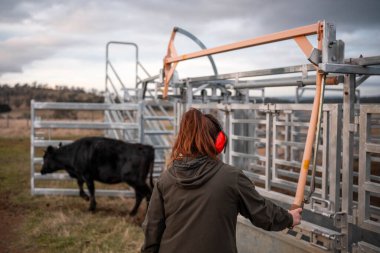 Avustralya Stockyard 'ında sığır ezen kadın çiftçi. Modern Hayvancılık, Güvenlik Uygulamaları, ve adanmış Hayvan Refahı, Avustralya 'da bir çiftlikte hayvan gütmek.