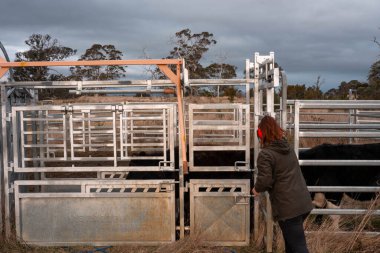 Avustralya Stockyard 'ında sığır ezen kadın çiftçi. Modern Hayvancılık, Güvenlik Uygulamaları, ve adanmış Hayvan Refahı, Avustralya 'da bir çiftlikte hayvan gütmek.