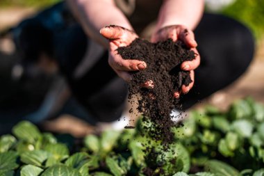 toprak bilimci çiftçi baharda bir tarlada toprak örneklerine ve çimenlere bakıyor. bitkilerin ve toprak sağlığının büyümesine bakmak