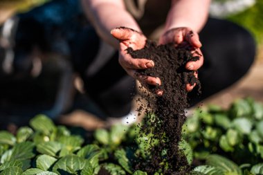 Yenileyici organik çiftçi, toprak örnekleri alıyor ve bir çiftlikteki bitkilere bakıyor. sürdürülebilir tarım uygulaması
