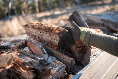 Kadın ünlü Odun Yükleme Kış için Sürdürülebilir Ev Isıtması ile hazır hale geliyor. Çalışkan eller odun istiflemek için odun topluyor.