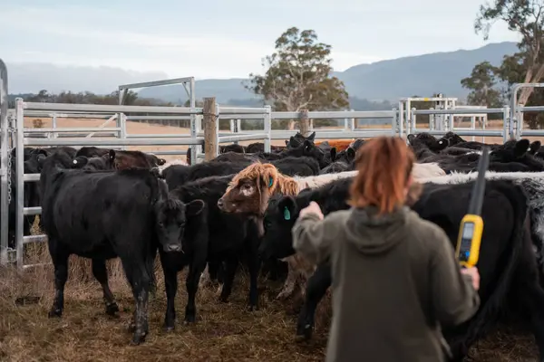 Kadın çiftçi Hscanning Bir sığır yarışında bir İnek üzerinde Elektronik Tarayıcı ile