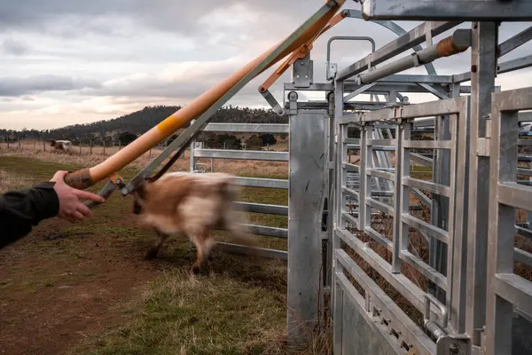 Avustralya 'nın kırsal kesimlerindeki bir çiftlikte sığır güden çiftçi çiftçilerle birlikte çalışan çiftçi kadınlar. yenilenebilir organik tarım ile tarımda yenilik
