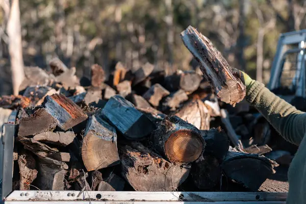 Kadın ünlü Odun Yükleme Kış için Sürdürülebilir Ev Isıtması ile hazır hale geliyor. Çalışkan eller odun istiflemek için odun topluyor.