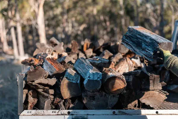 Kadın ünlü Odun Yükleme Kış için Sürdürülebilir Ev Isıtması ile hazır hale geliyor. Çalışkan eller odun istiflemek için odun topluyor.