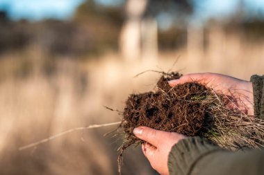 Tarlada toprak ve bitki örneği inceleyen bir kız. Avusturalya 'da mantar arayan bir bilim adamı.