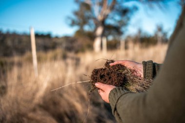 toprak bilimci çiftçi baharda bir tarlada toprak örneklerine ve çimenlere bakıyor. bitkilerin ve toprak sağlığının büyümesine bakmak