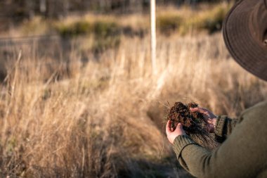 toprak bilimci çiftçi baharda bir tarlada toprak örneklerine ve çimenlere bakıyor. bitkilerin ve toprak sağlığının büyümesine bakmak