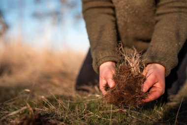 Yenileyici organik çiftçi, toprak örnekleri alıyor ve bir çiftlikteki bitkilere bakıyor. sürdürülebilir tarım uygulaması
