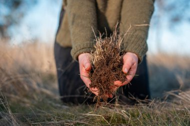 toprak bilimci çiftçi baharda bir tarlada toprak örneklerine ve çimenlere bakıyor. bitkilerin ve toprak sağlığının büyümesine bakmak