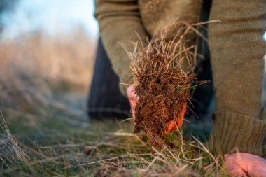 toprak bilimci çiftçi baharda bir tarlada toprak örneklerine ve çimenlere bakıyor. bitkilerin ve toprak sağlığının büyümesine bakmak