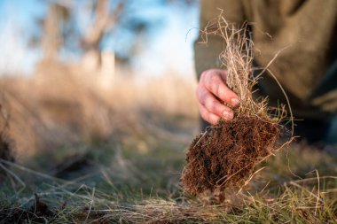 toprak bilimci çiftçi baharda bir tarlada toprak örneklerine ve çimenlere bakıyor. bitkilerin ve toprak sağlığının büyümesine bakmak