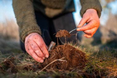 Yenileyici organik çiftçi, toprak örnekleri alıyor ve bir çiftlikteki bitkilere bakıyor. sürdürülebilir tarım uygulaması