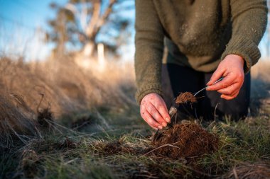Yenileyici organik çiftçi, toprak örnekleri alıyor ve bir çiftlikteki bitkilere bakıyor. sürdürülebilir tarım uygulaması