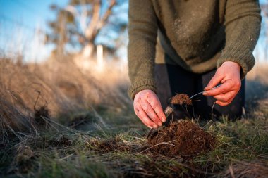 Tarlada toprak ve bitki örneği inceleyen bir kız. Avusturalya 'da mantar arayan bir bilim adamı.