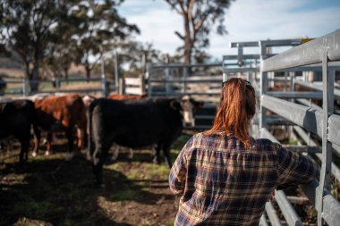 Avustralya 'da yenilenebilir sürdürülebilir bir çiftlikte sığırlarla birlikte çalışan kadın çiftçi Modern Kadın Çiftçi, Avustralya' da Sığırlarla Sürdürülebilir ve Yenilenebilir Uygulamalar Uygulıyor