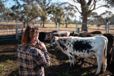 Yenileyici organik çiftçi, bir sığır çiftliği ve tarlasında ineklerle çalışırken aynı zamanda toprak örnekleri ve bir çiftlikte bitki yetiştirme üzerinde çalışıyor. sürdürülebilir tarım uygulaması