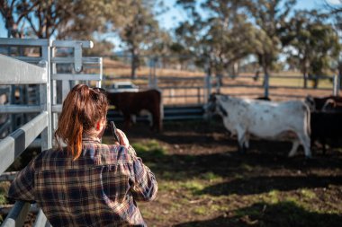 Avustralya 'nın kırsal kesimlerindeki bir çiftlikte sığır güden çiftçi çiftçilerle birlikte çalışan çiftçi kadınlar. yenilenebilir organik tarım ile tarımda yenilik