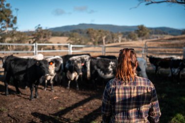 Avustralya 'da yenilenebilir sürdürülebilir bir çiftlikte sığırlarla birlikte çalışan kadın çiftçi Modern Kadın Çiftçi, Avustralya' da Sığırlarla Sürdürülebilir ve Yenilenebilir Uygulamalar Uygulıyor