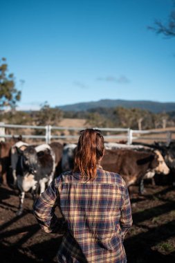 Avustralya 'da yenilenebilir sürdürülebilir bir çiftlikte sığırlarla birlikte çalışan kadın çiftçi Modern Kadın Çiftçi, Avustralya' da Sığırlarla Sürdürülebilir ve Yenilenebilir Uygulamalar Uygulıyor