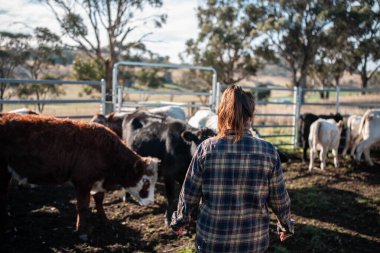 Avustralya 'nın kırsal kesimlerindeki bir çiftlikte sığır güden çiftçi çiftçilerle birlikte çalışan çiftçi kadınlar. yenilenebilir organik tarım ile tarımda yenilik