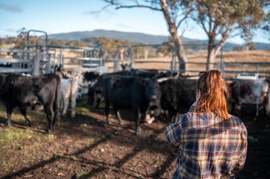 Avustralya 'da yenilenebilir sürdürülebilir bir çiftlikte sığırlarla birlikte çalışan kadın çiftçi Modern Kadın Çiftçi, Avustralya' da Sığırlarla Sürdürülebilir ve Yenilenebilir Uygulamalar Uygulıyor