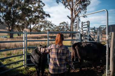 Avustralya 'da yenilenebilir sürdürülebilir bir çiftlikte sığırlarla birlikte çalışan kadın çiftçi Modern Kadın Çiftçi, Avustralya' da Sığırlarla Sürdürülebilir ve Yenilenebilir Uygulamalar Uygulıyor