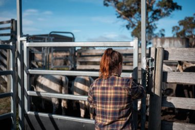 Avustralya Stockyard 'ında sığır ezen kadın çiftçi. Modern Hayvancılık, Güvenlik Uygulamaları, ve adanmış Hayvan Refahı, Avustralya 'da bir çiftlikte hayvan gütmek.