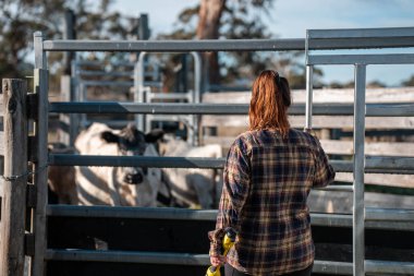 Avustralya Stockyard 'ında sığır ezen kadın çiftçi. Modern Hayvancılık, Güvenlik Uygulamaları, ve adanmış Hayvan Refahı, Avustralya 'da bir çiftlikte hayvan gütmek.