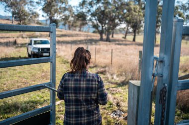 Avustralya 'da yenilenebilir sürdürülebilir bir çiftlikte sığırlarla birlikte çalışan kadın çiftçi Modern Kadın Çiftçi, Avustralya' da Sığırlarla Sürdürülebilir ve Yenilenebilir Uygulamalar Uygulıyor