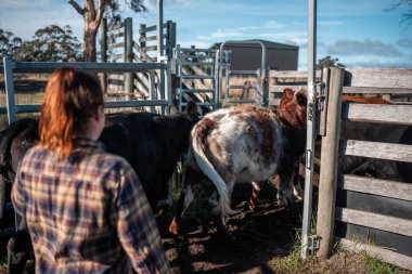 Avustralya 'nın kırsal kesimlerindeki bir çiftlikte sığır güden çiftçi çiftçilerle birlikte çalışan çiftçi kadınlar. yenilenebilir organik tarım ile tarımda yenilik