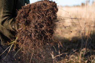 Yenileyici organik çiftçi, toprak örnekleri alıyor ve bir çiftlikteki bitkilere bakıyor. sürdürülebilir tarım uygulaması