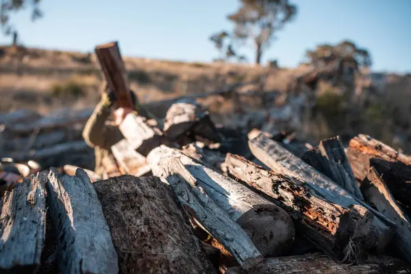Kadın ünlü Odun Yükleme Kış için Sürdürülebilir Ev Isıtması ile hazır hale geliyor. Çalışkan eller odun istiflemek için odun topluyor.