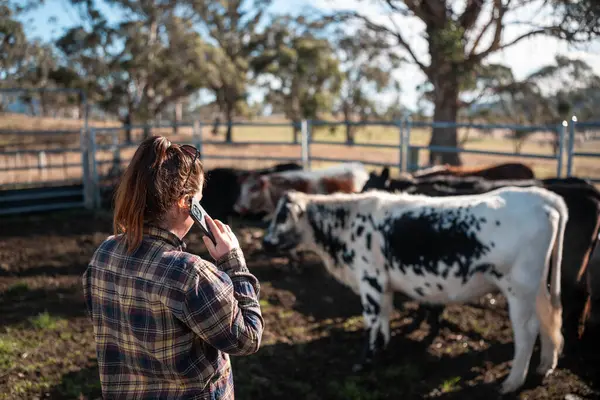 Yenileyici organik çiftçi, bir sığır çiftliği ve tarlasında ineklerle çalışırken aynı zamanda toprak örnekleri ve bir çiftlikte bitki yetiştirme üzerinde çalışıyor. sürdürülebilir tarım uygulaması