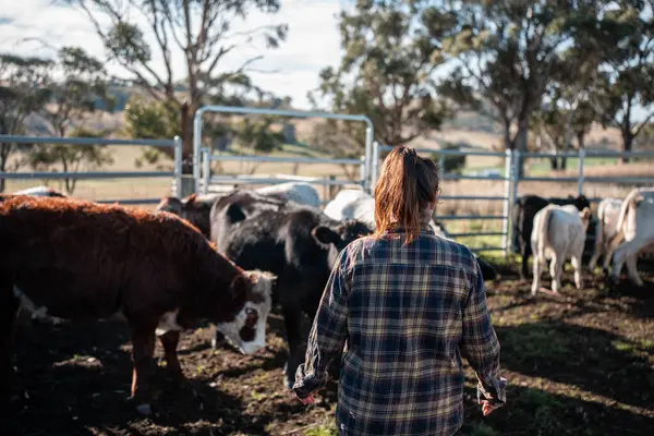 Avustralya 'nın kırsal kesimlerindeki bir çiftlikte sığır güden çiftçi çiftçilerle birlikte çalışan çiftçi kadınlar. yenilenebilir organik tarım ile tarımda yenilik